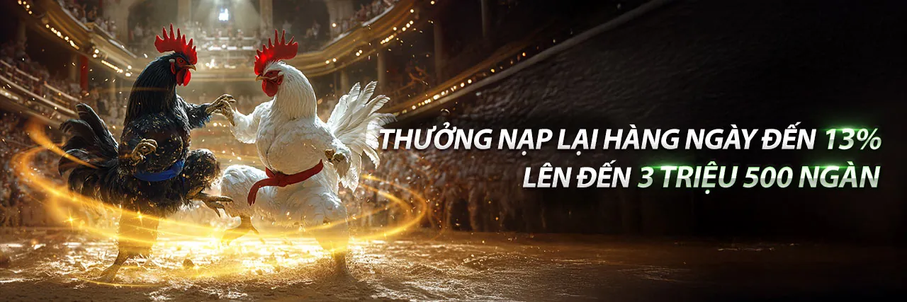 Sân đấu đá gà trực tiếp sôi động tại ABC8